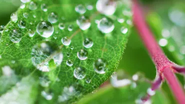 leaves-with-droplets13378-jpg.webp