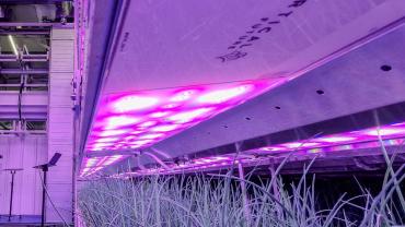 Fujitsu_Vertical-Farming-3.jpeg