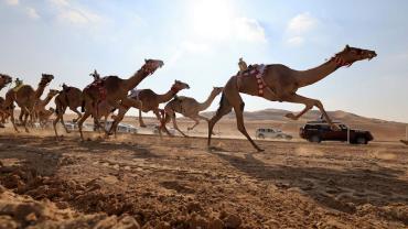 abudhabi-liwa-festival-pic-2024.jpg
