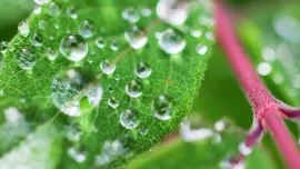 leaves-with-droplets13378-jpg.webp