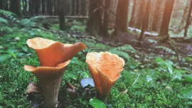 utk_qt-f0hi-jpg.webp